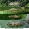 mel ornata larva2 volg11